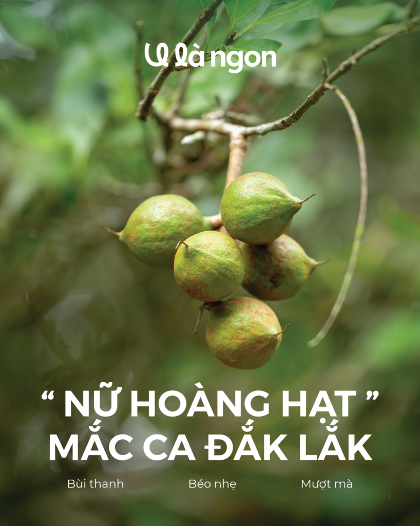 “Nữ hoàng hạt” Mắc Ca Đắk Lắk