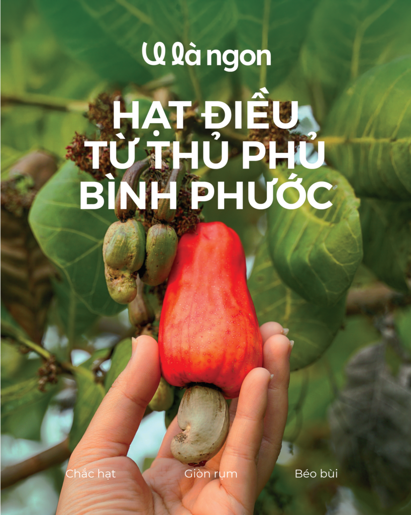 Hạt điều từ thủ phủ Bình Phước