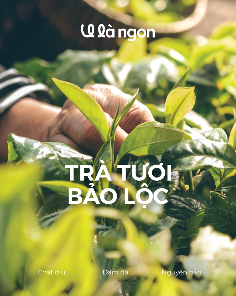 Trà tươi Bảo Lộc